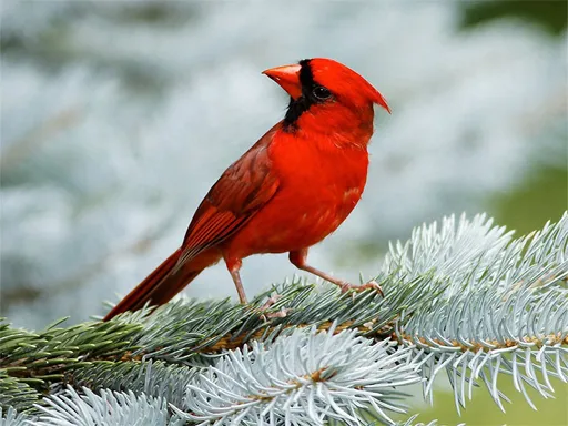 where to pokemon cards